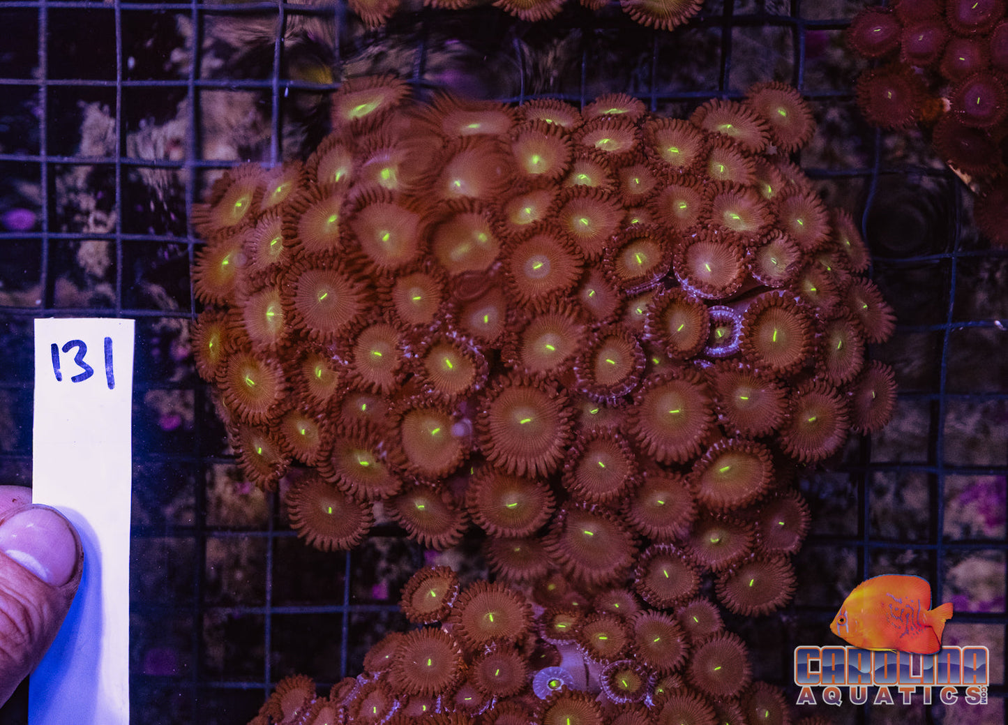 WYSIWYG 131 Button Polyp