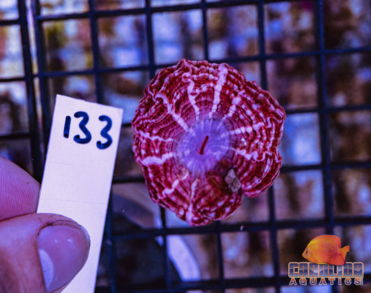 WYSIWYG 133 Cynarina