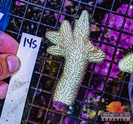 WYSIWYG 145 Tounge Coral