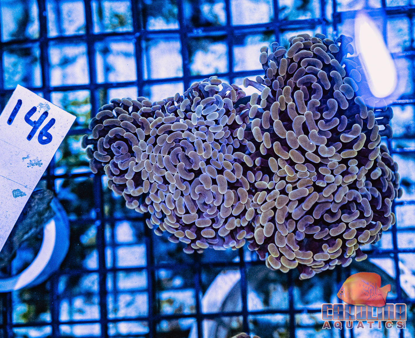 WYSIWYG 146 Branching Hammer