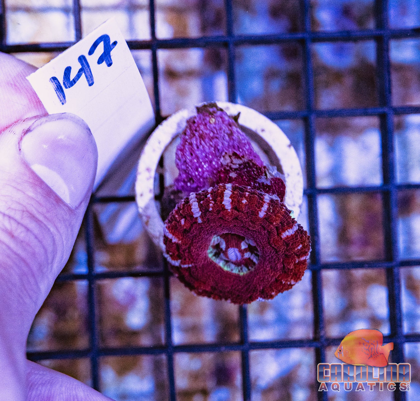 WYSIWYG 147 Button Scoly