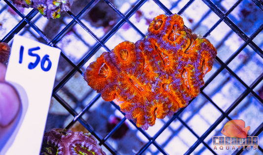 WYSIWYG 150 Acan