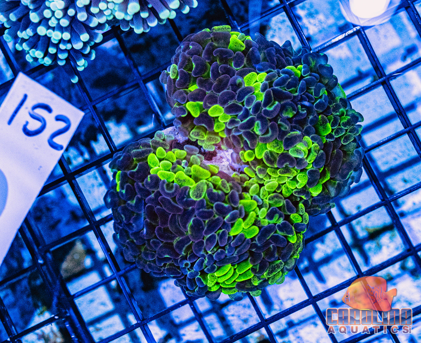 WYSIWYG 152 Branching Hammer