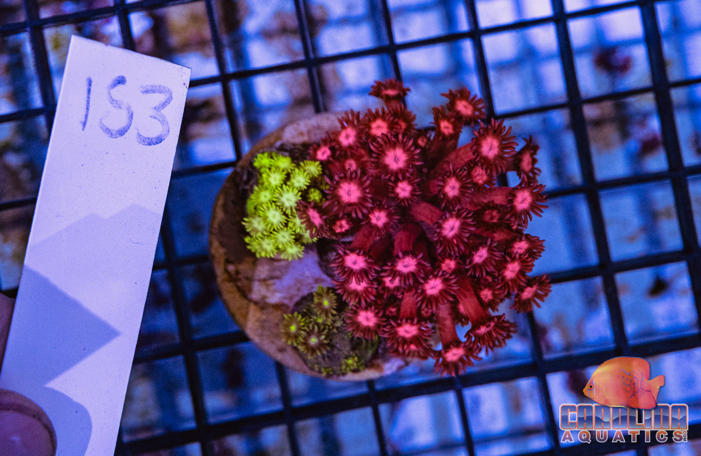 WYSIWYG 153 Goniopora