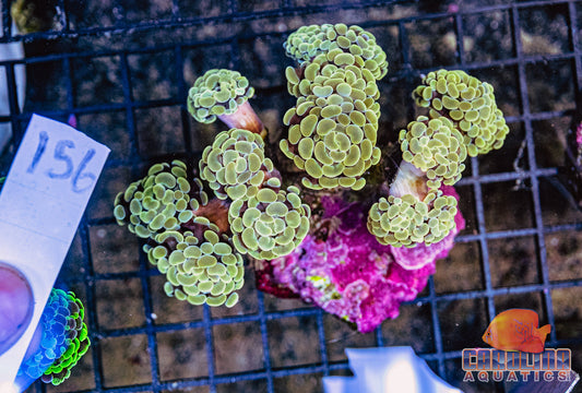 WYSIWYG 156 Branching Hammer