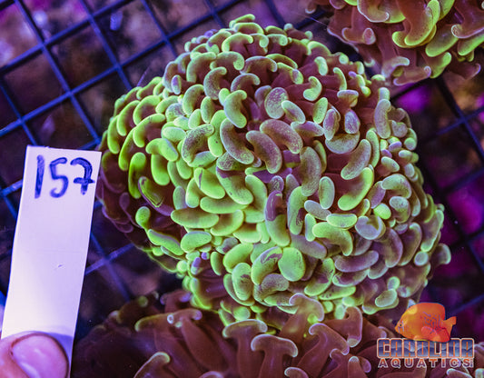 WYSIWYG 157 Wall Hammer