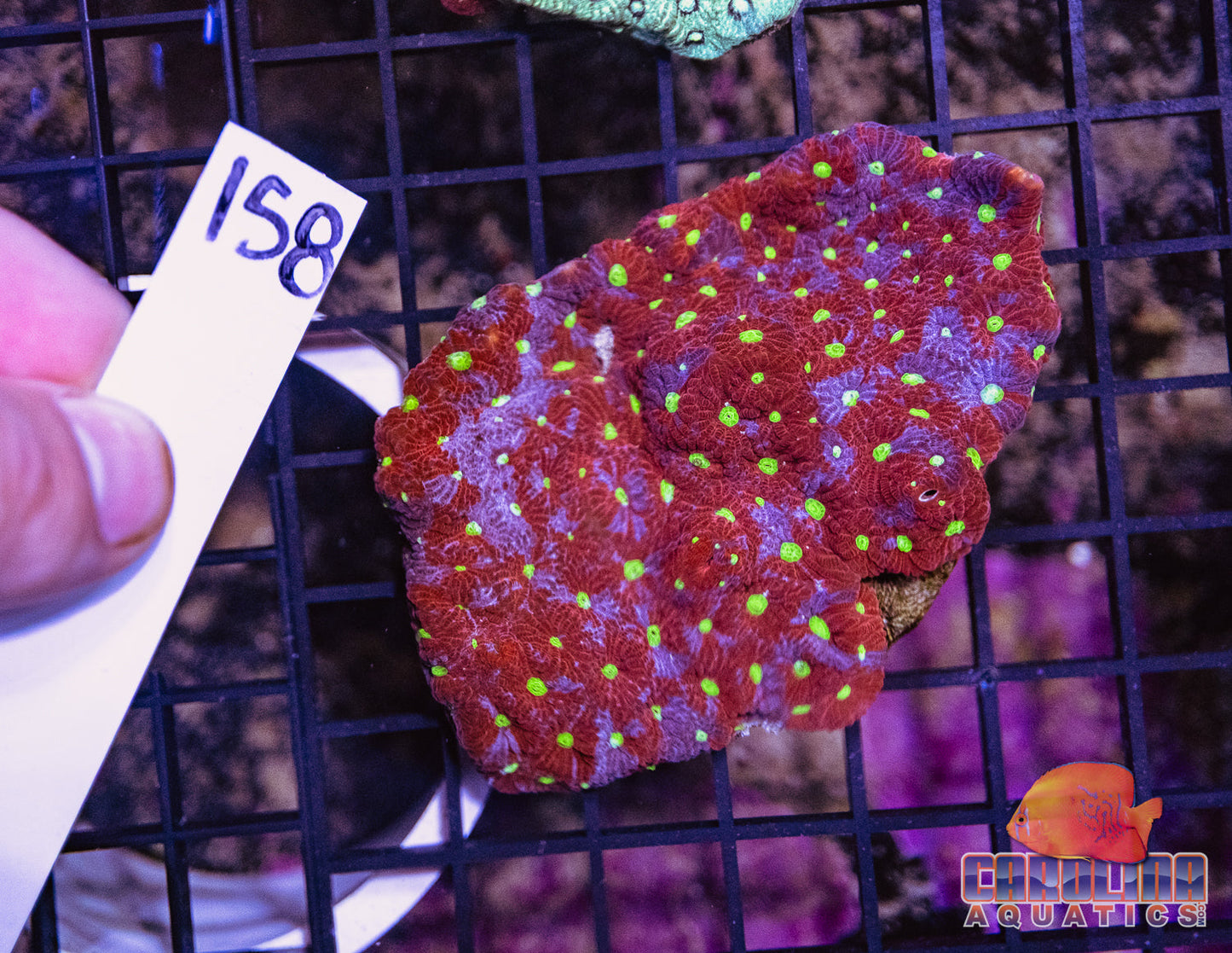 WYSIWYG 158 War Coral