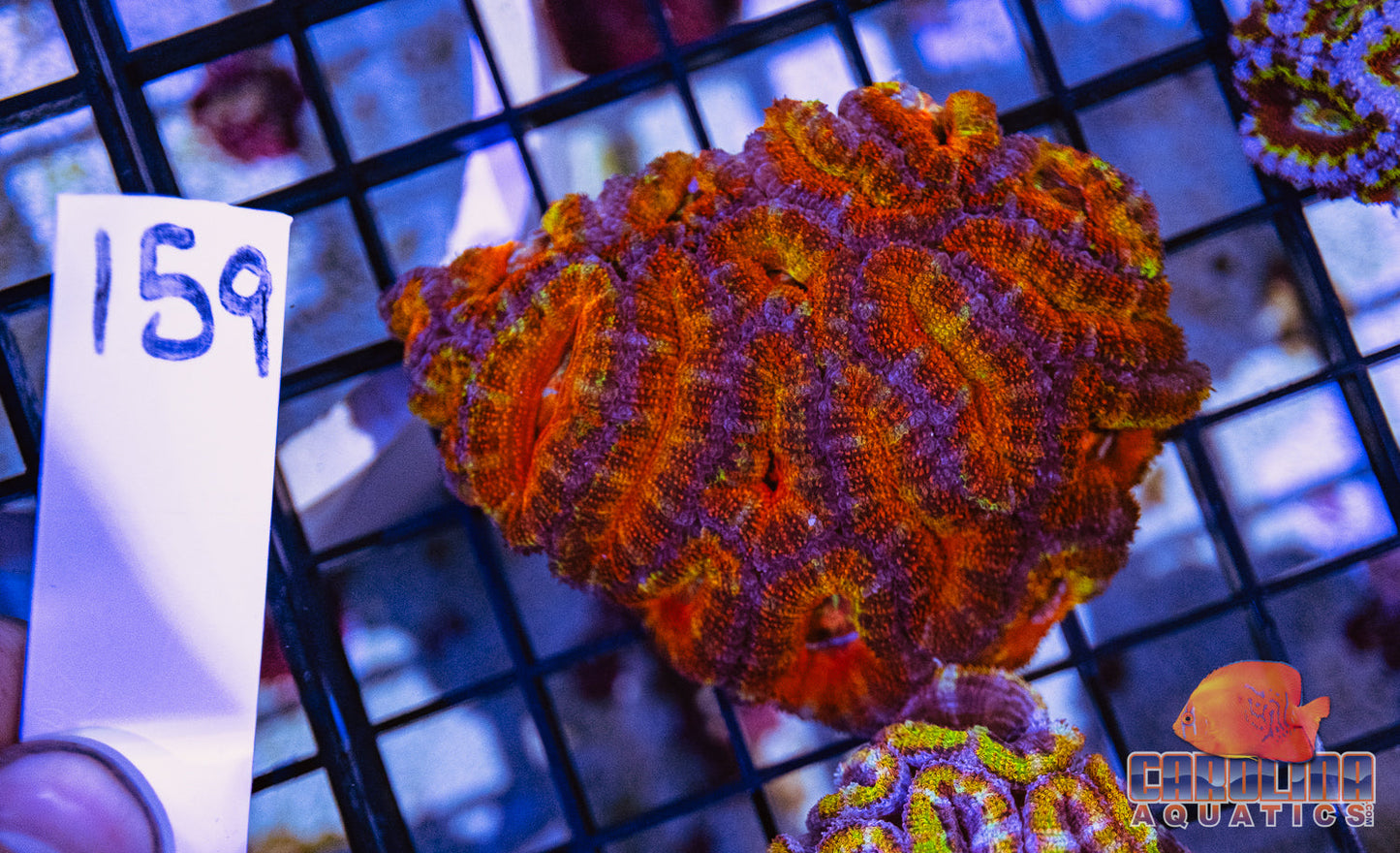 WYSIWYG 159 Acan