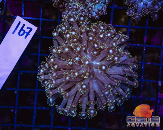 WYSIWYG 167 Goniopora
