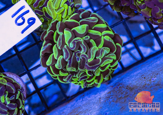 WYSIWYG 169 Branching Hammer