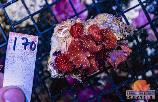 WYSIWYG 170 Mushroom