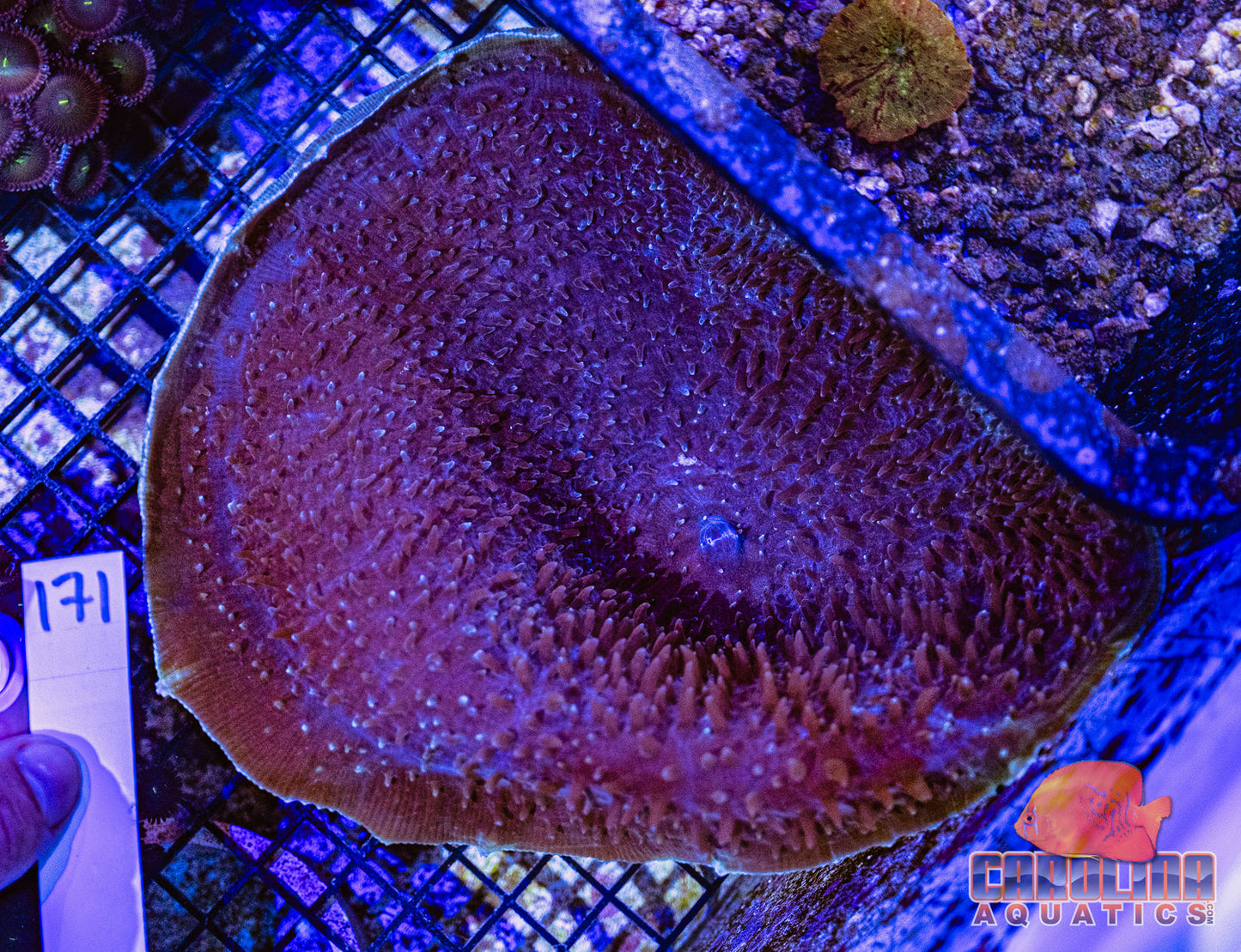 WYSIWYG 171 Giant Cup Mushroom