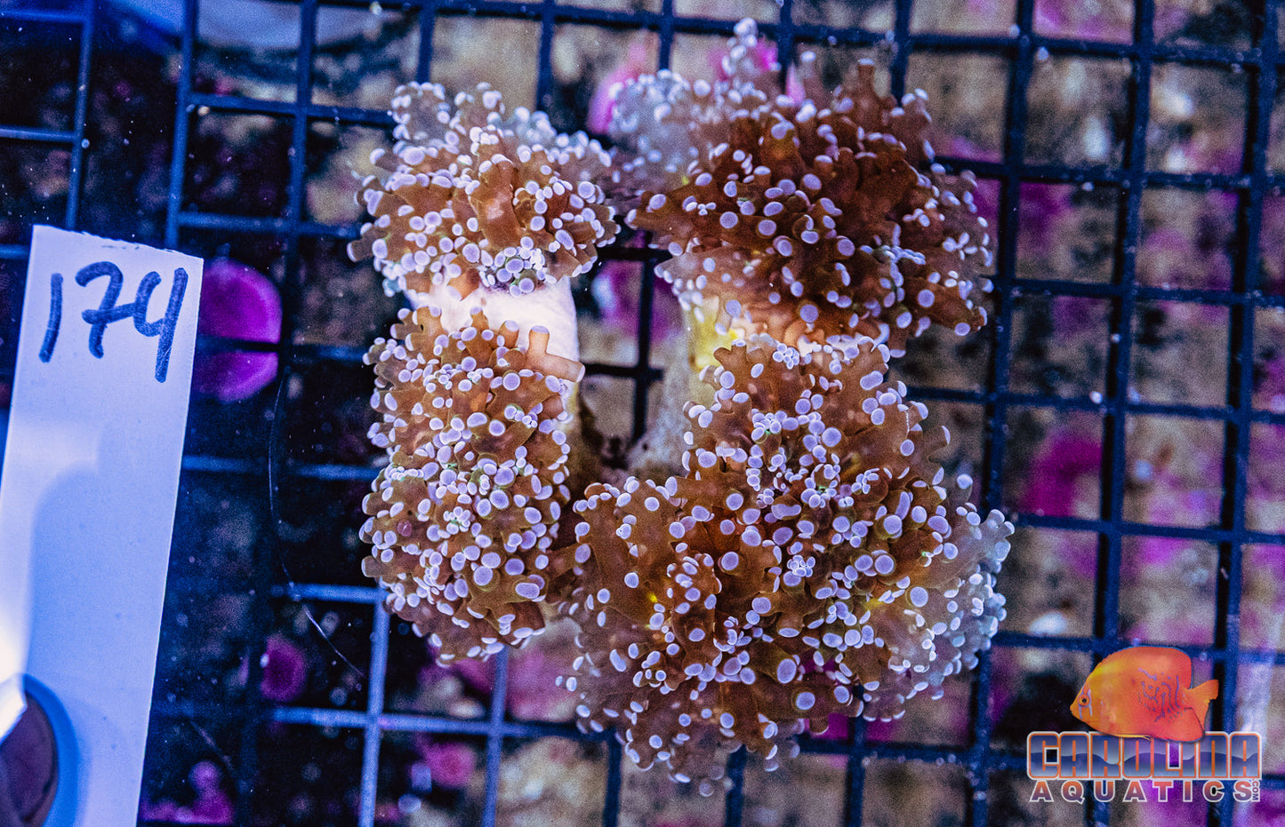 WYSIWYG 174 Frogspawn Branching