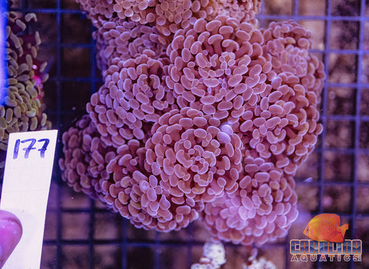 WYSIWYG 177 Branching Hammer