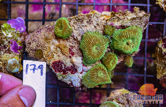 WYSIWYG 179 Mushroom