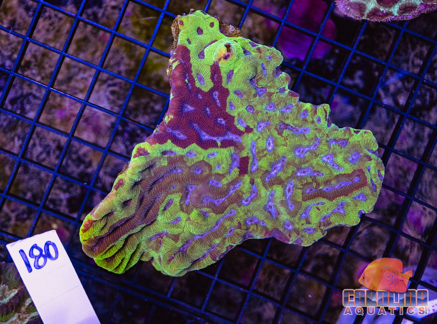 WYSIWYG 180 Platygyra