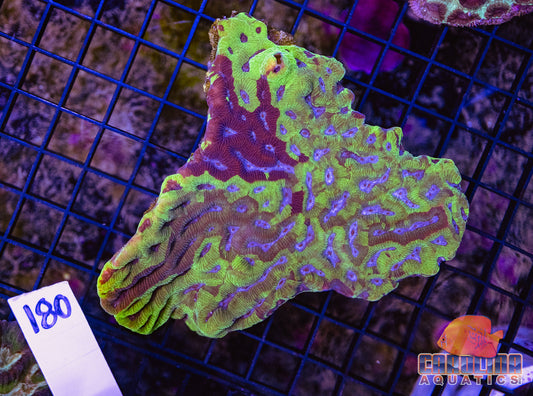 WYSIWYG 180 Platygyra