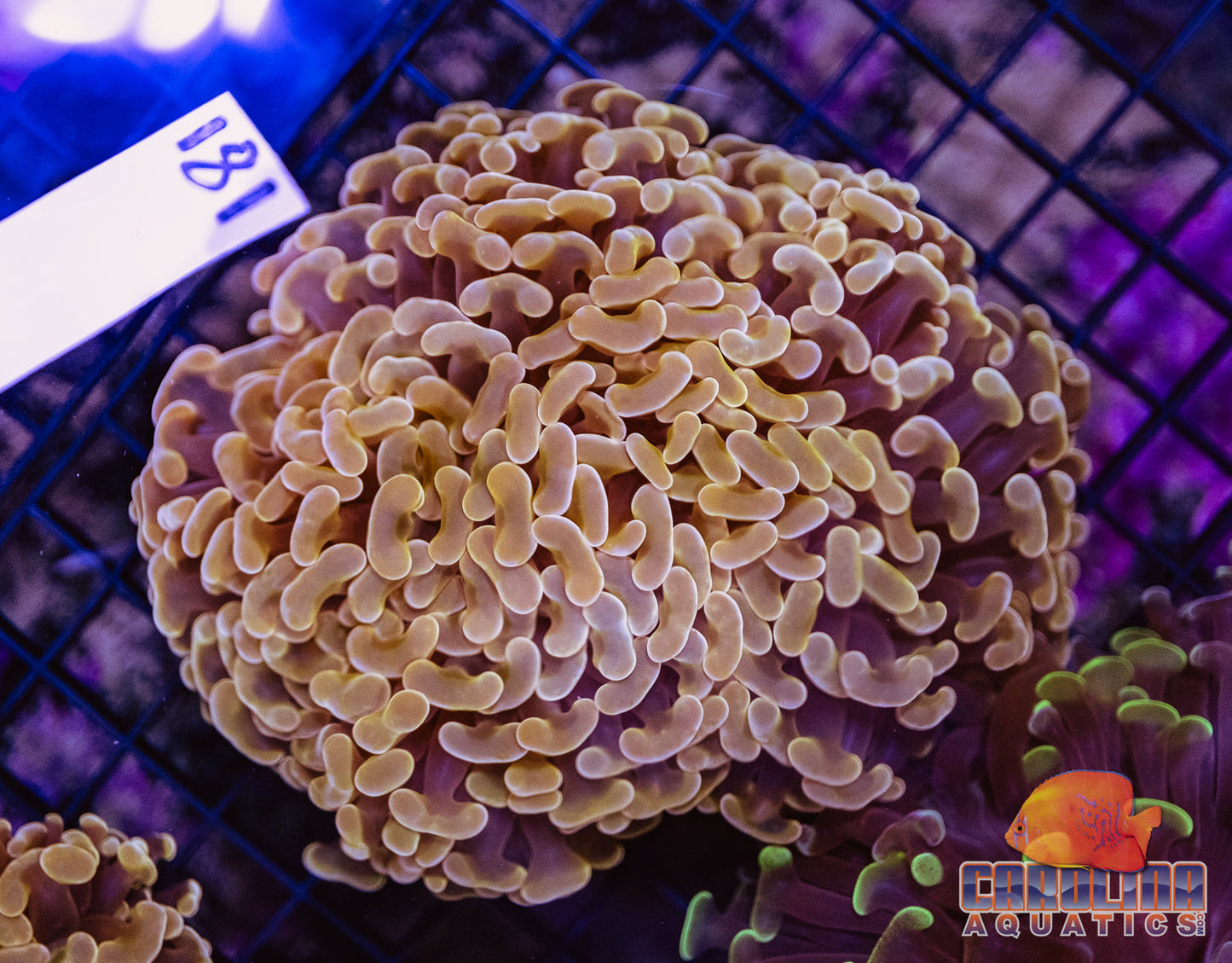 WYSIWYG 181 Wall Hammer