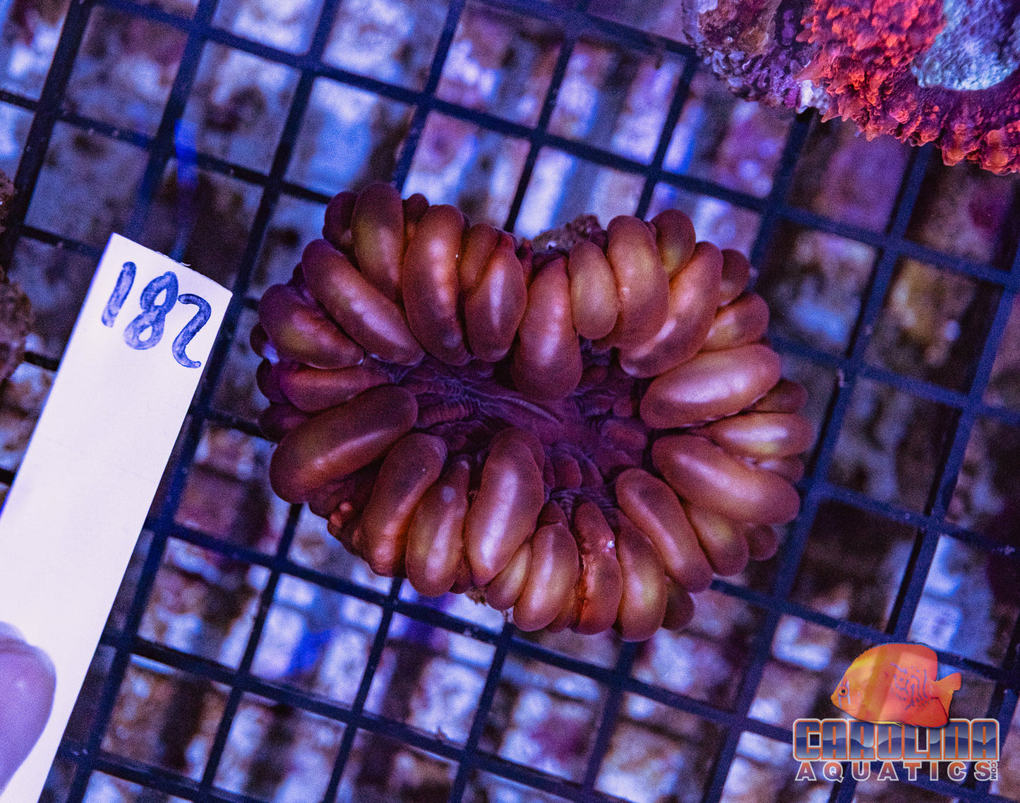 WYSIWYG 182 Cynarina