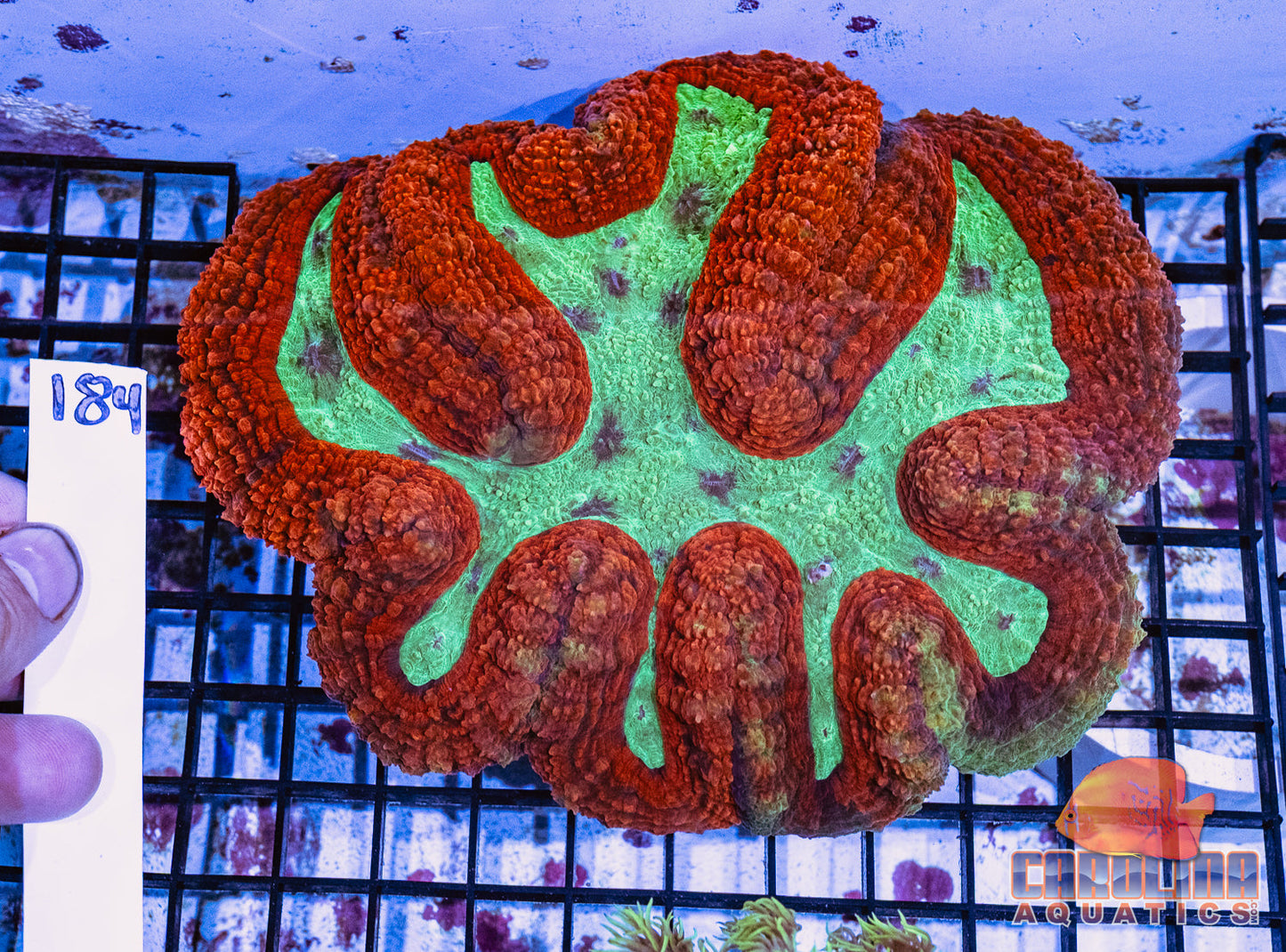 WYSIWYG 184 Symphyllia