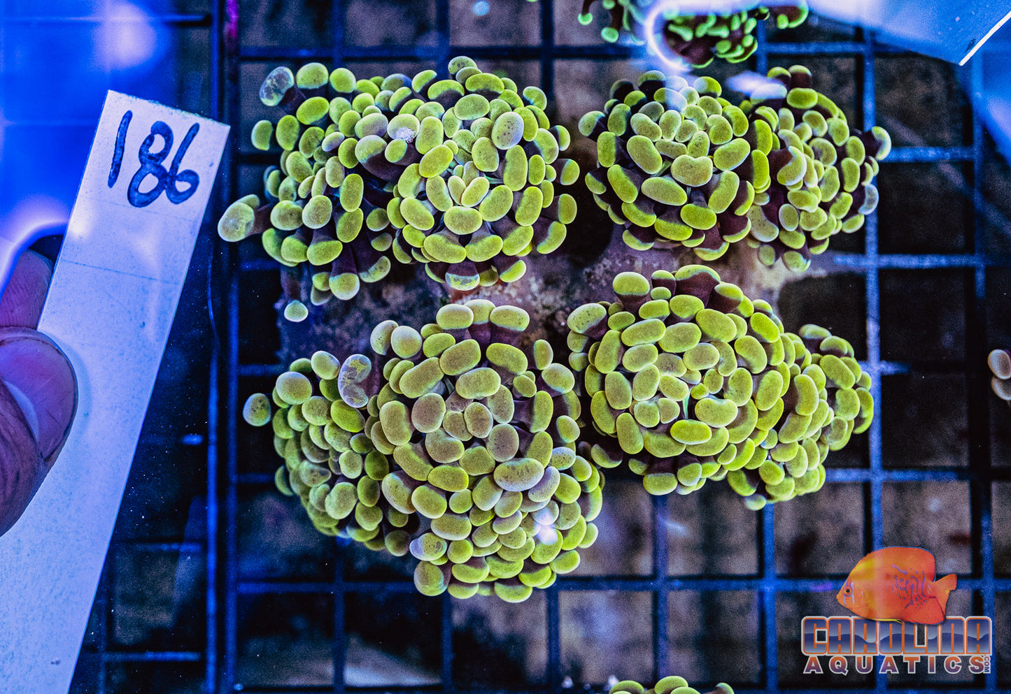 WYSIWYG 186 Branching Hammer