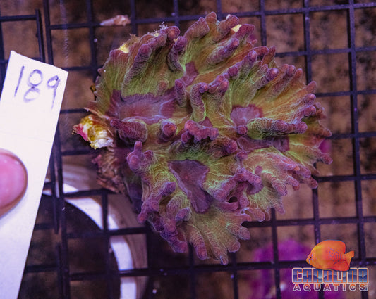 WYSIWYG 189 Pectinia