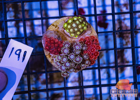 WYSIWYG 191 Goniopora