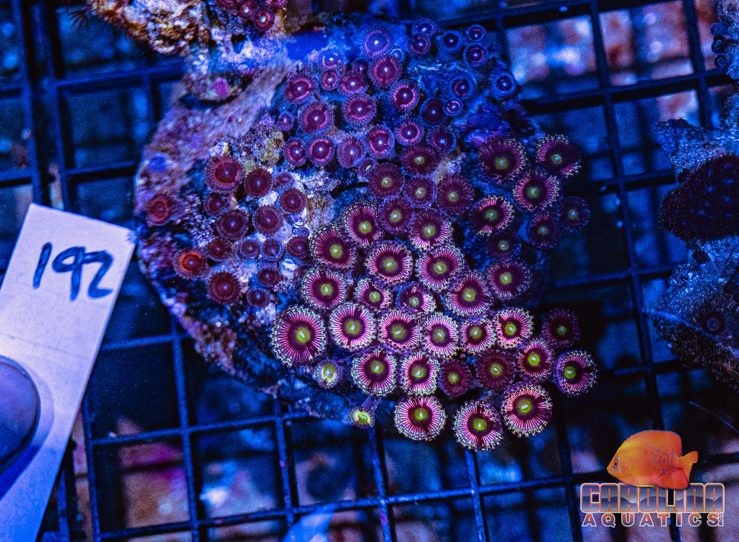 WYSIWYG 192 Zoa