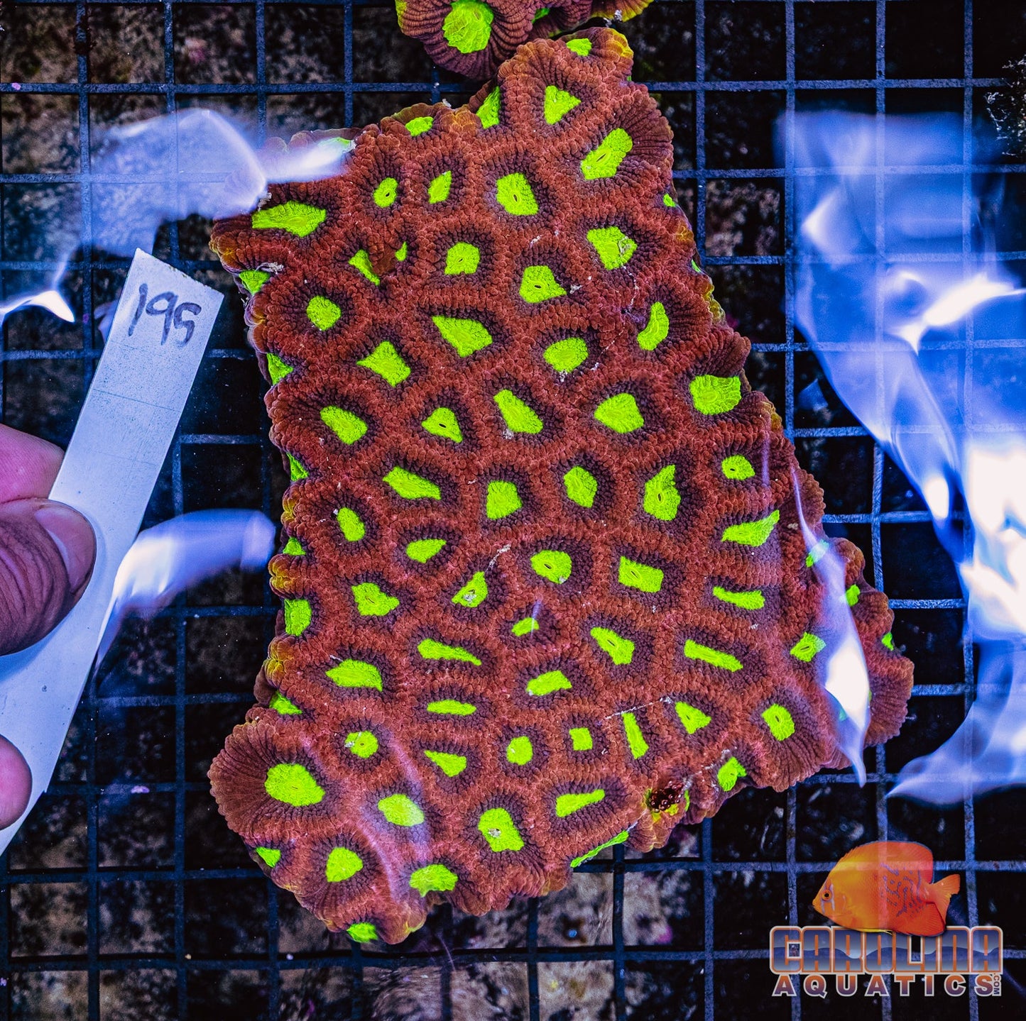 WYSIWYG 195 Dragon Soul Favia