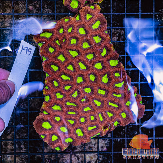 WYSIWYG 195 Dragon Soul Favia