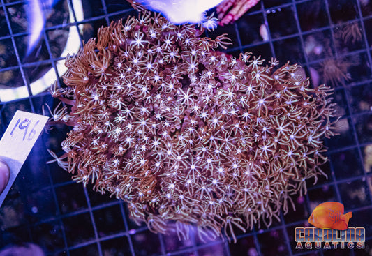 WYSIWYG 196 Pipe Organ