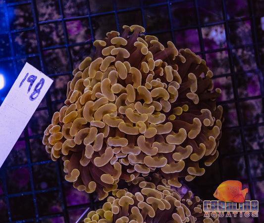 WYSIWYG 198 Wall Hammer