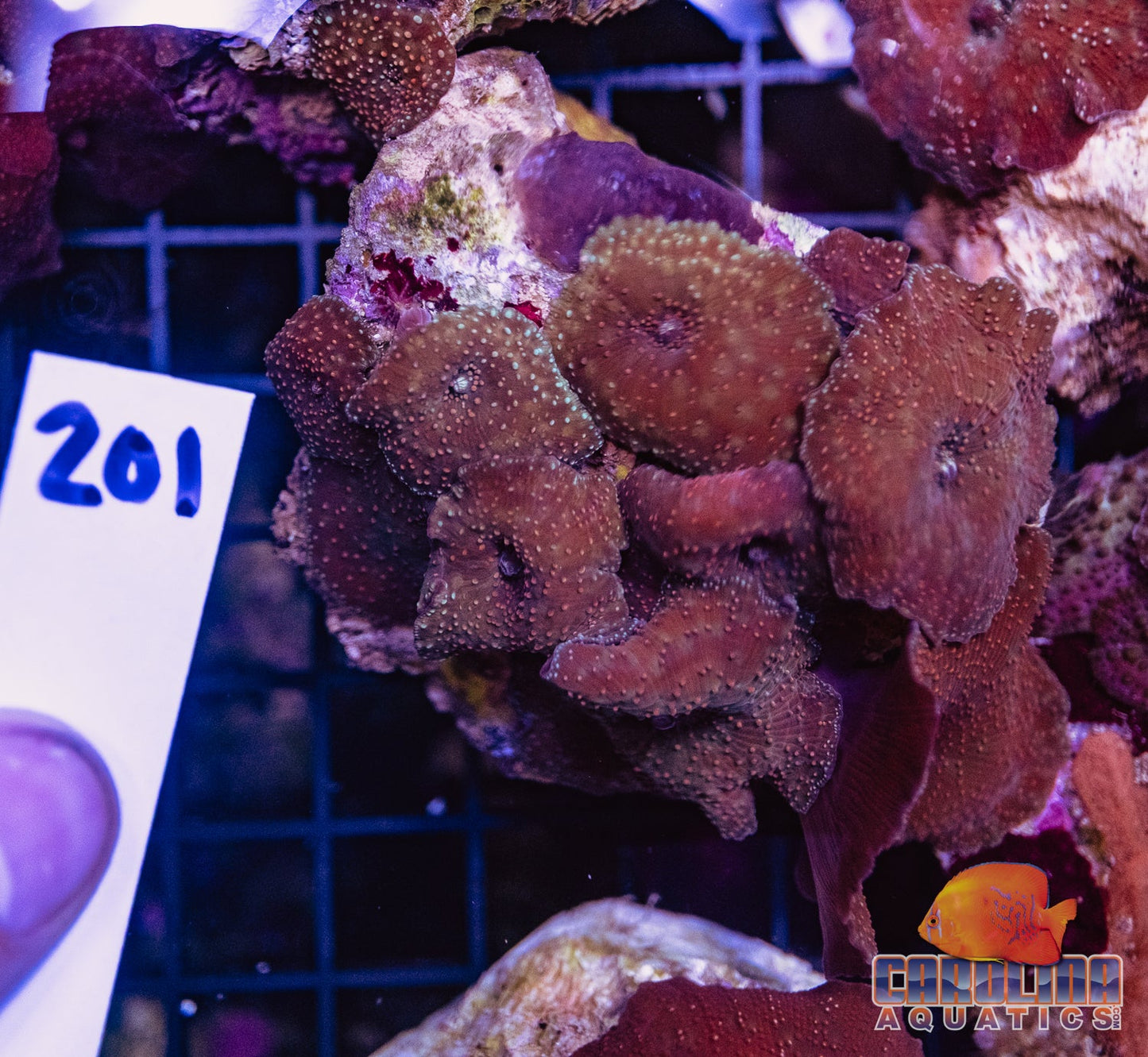 WYSIWYG 201 Mushroom