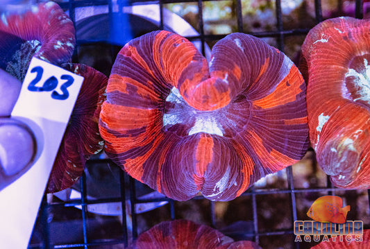 WYSIWYG 203 Wells Brain