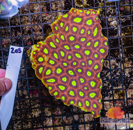 WYSIWYG 205 Dragon Soul Favia