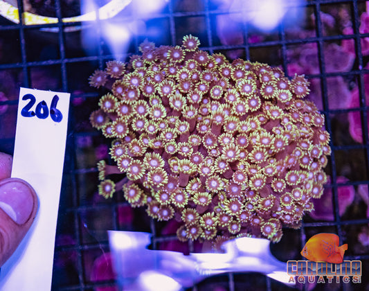 WYSIWYG 206 Goniopora