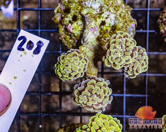 WYSIWYG 208 Branching Hammer