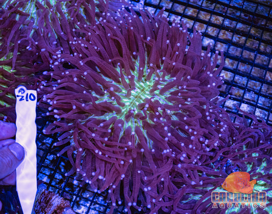 WYSIWYG 210 LT Plate