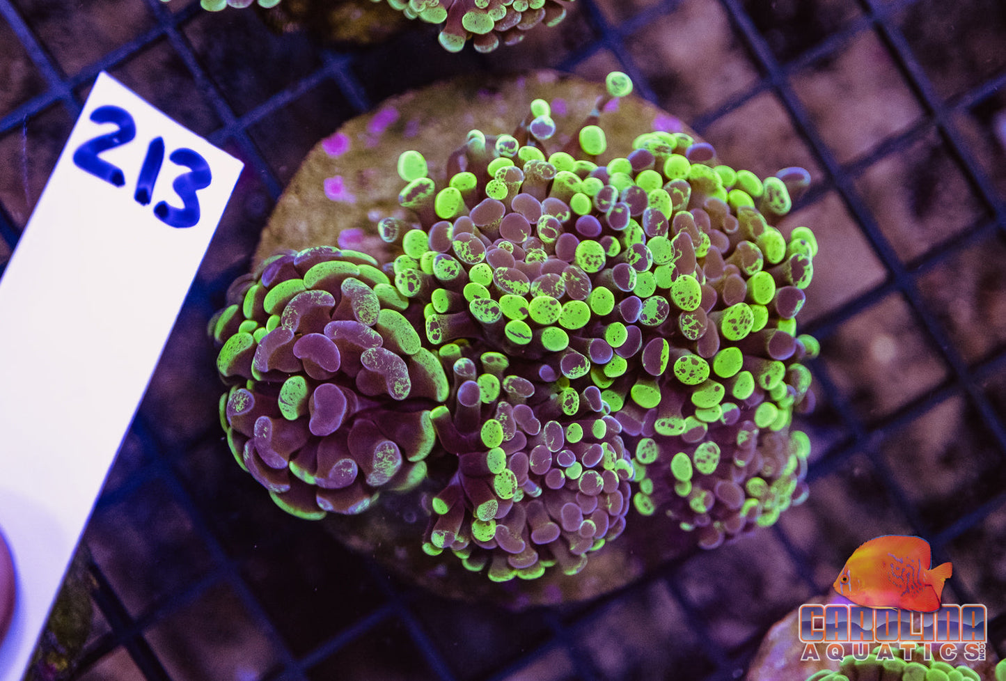 WYSIWYG 213 Branching Hammer