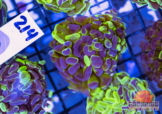 WYSIWYG 214 Branching Hammer