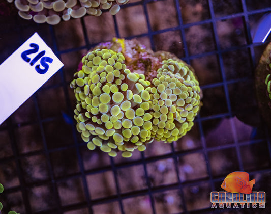 WYSIWYG 215 Branching Hammer