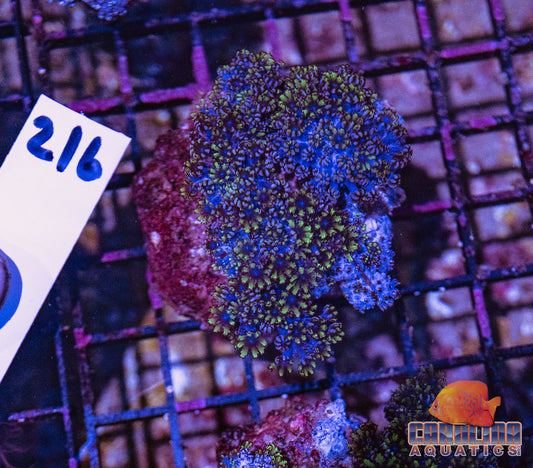 WYSIWYG 216 Sympodium Leather