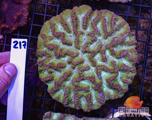 WYSIWYG 217 Oulophyllia