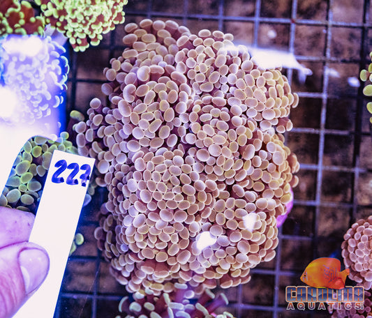 WYSIWYG 227 Branching Hammer