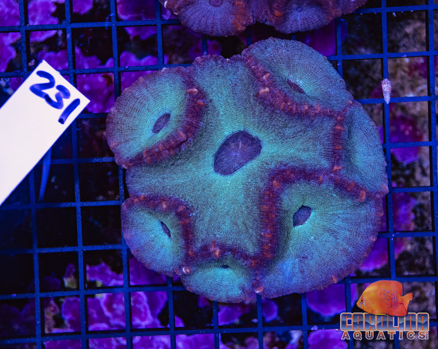 WYSIWYG 231 Moseleya