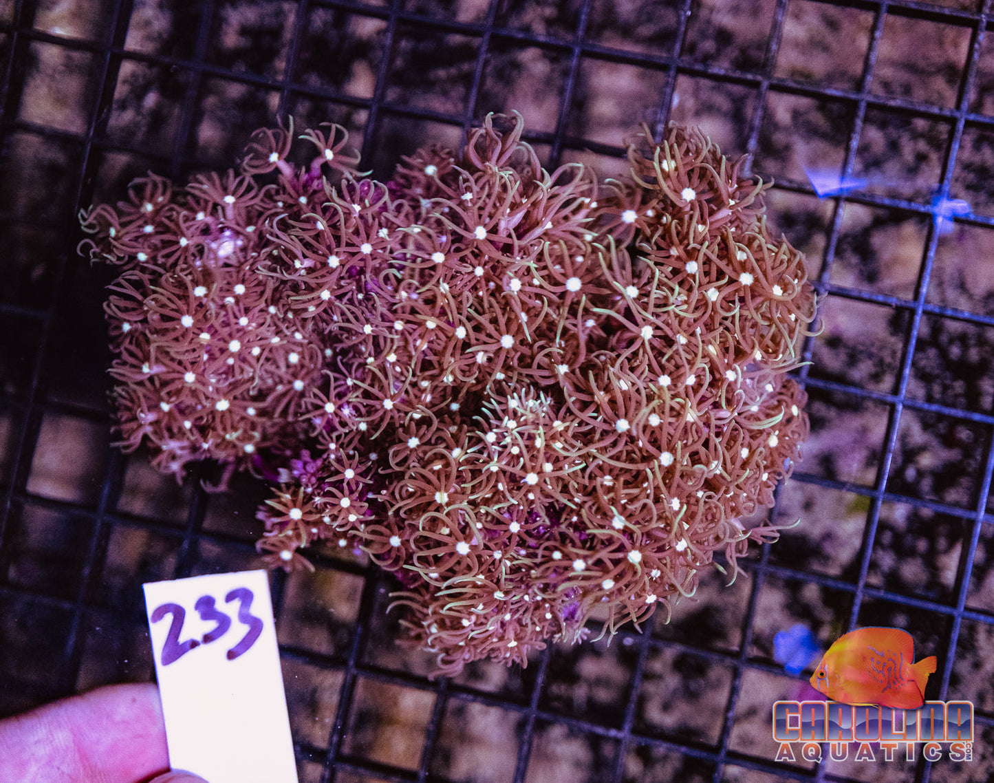 WYSIWYG 233 Star Polyp