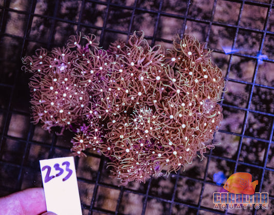 WYSIWYG 233 Star Polyp