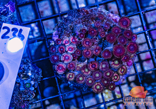 WYSIWYG 236 Zoa