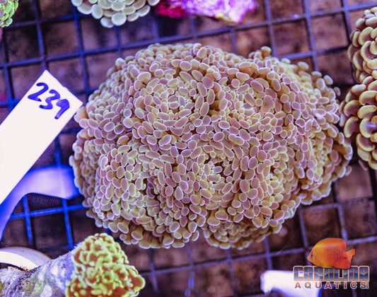 WYSIWYG 239 Branching Hammer