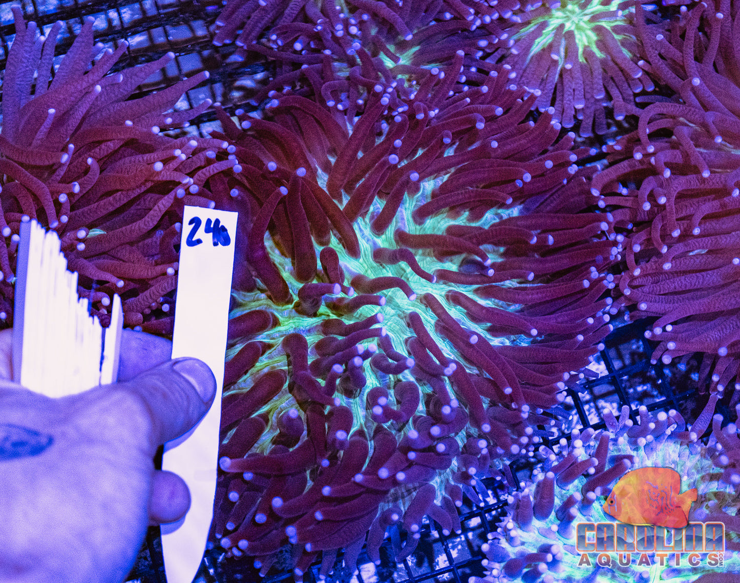 WYSIWYG 240 LT Plate